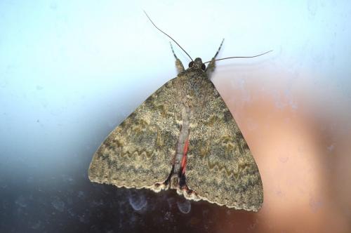 Réf. 238 671 : Catocala elocata
